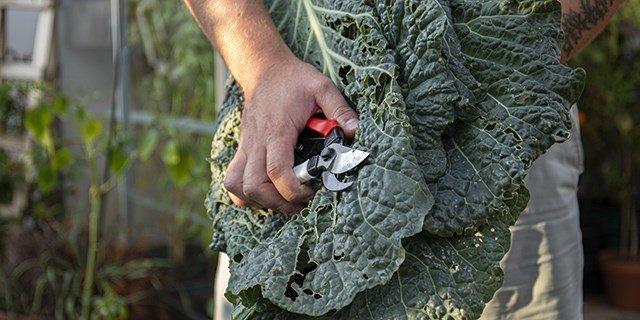 Een persoon houdt een Okatsune-tuinschaar en een stuk boerenkool in zijn hand