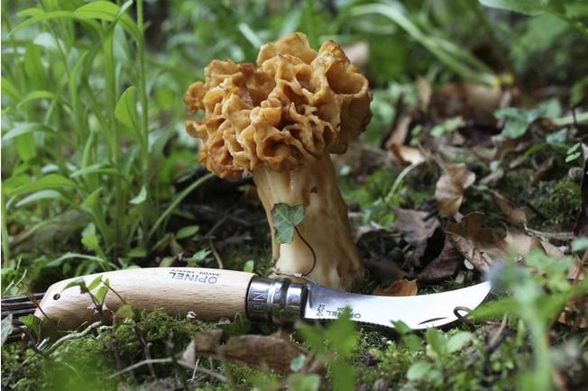 The Best Mushroom Hunting Knives