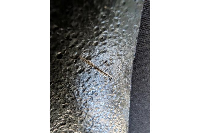 Obraz dla Siekiera Marbles Camping Axe, stal węglowa, MR701SB