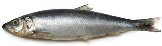 Hoe wordt haring bereid?